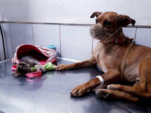 banco Veterinary Animal World